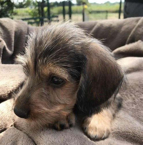 A P'tit Tigre Gringer