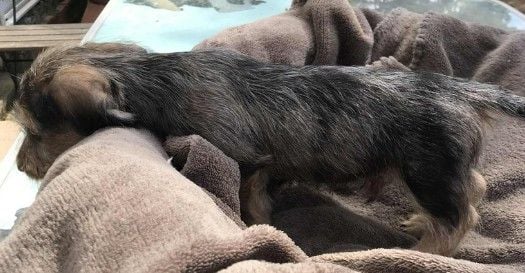 A P'tit Tigre Gringer