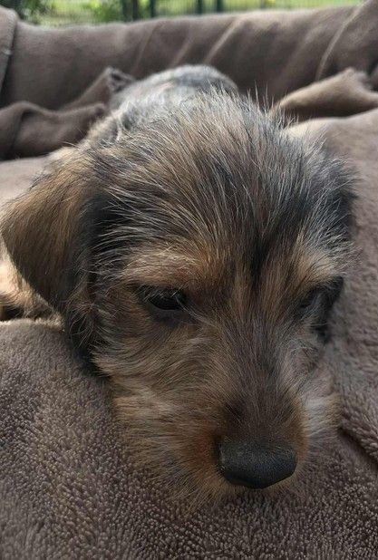 A P'tit Tigre Gringer