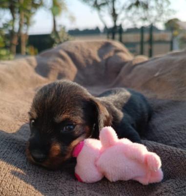 Les chiots de Teckel poil dur