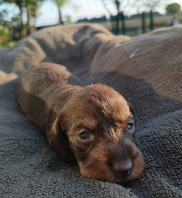 Les chiots de Teckel poil dur