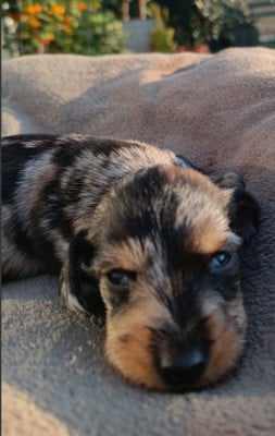 Les chiots de Teckel poil dur