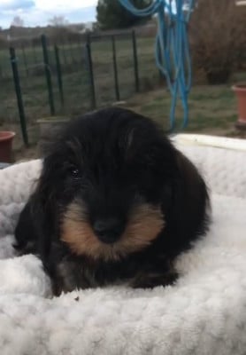 Les chiots de Teckel poil dur