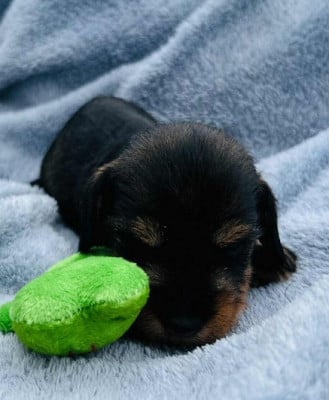 CHIOT 2 - Teckel poil dur