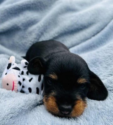 CHIOT 4 - Teckel poil dur