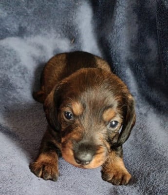 Les chiots de Teckel poil dur