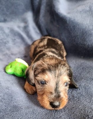 Les chiots de Teckel poil dur