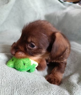 Les chiots de Teckel poil dur