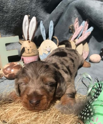 Les chiots de Teckel poil dur