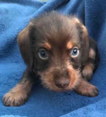 Les chiots de Teckel poil dur