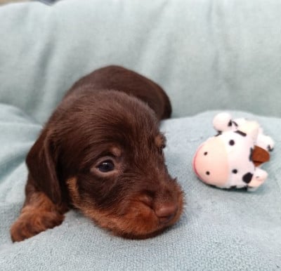 Chiot N°3 - Teckel poil dur