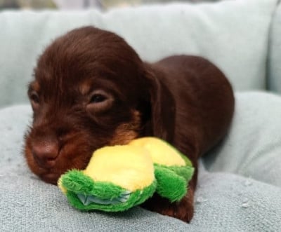 Chiot N°4 - Teckel poil dur