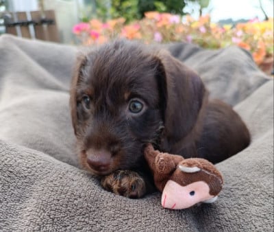 Les chiots de Teckel poil dur