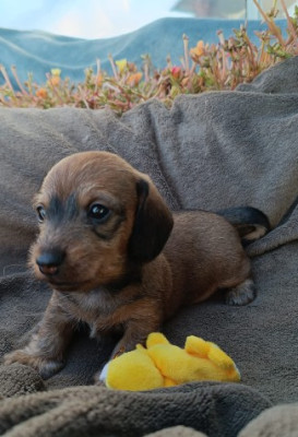 Les chiots de Teckel poil dur