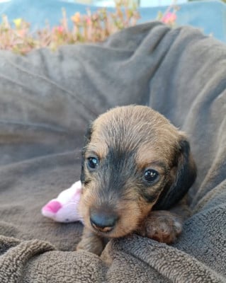 Les chiots de Teckel poil dur