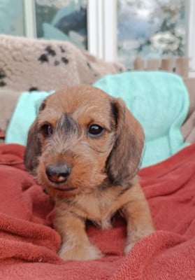 Les chiots de Teckel poil dur