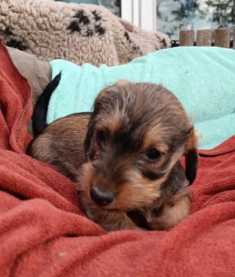 Les chiots de Teckel poil dur
