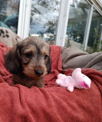 Les chiots de Teckel poil dur
