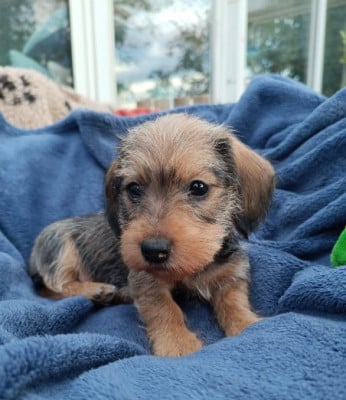 Les chiots de Teckel poil dur