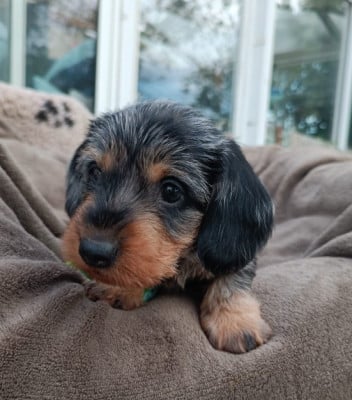 Les chiots de Teckel poil dur