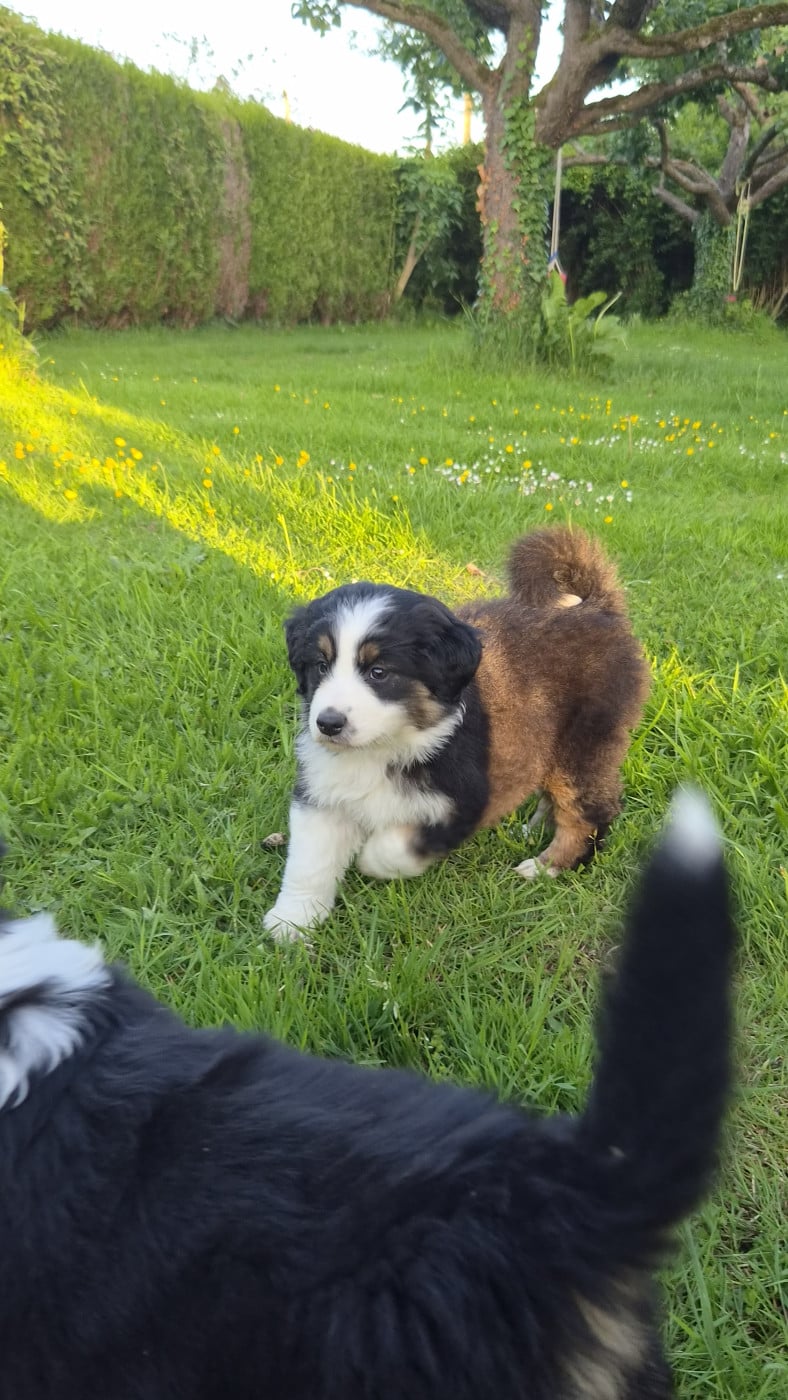 Bali - Berger Américain Miniature 