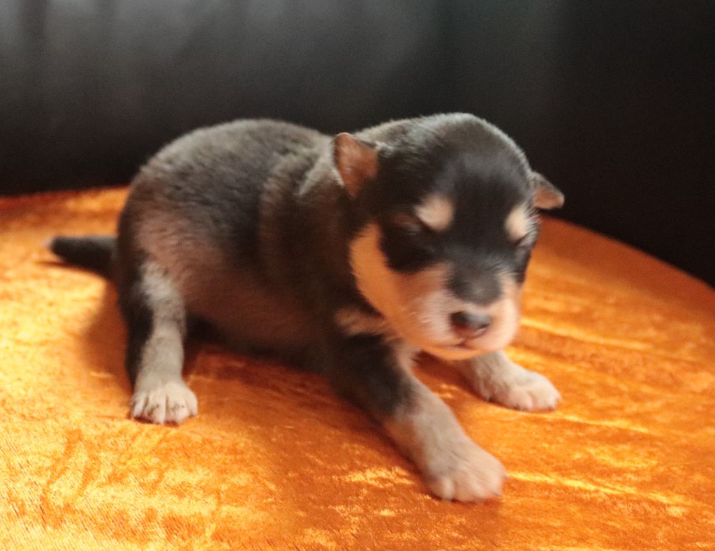 CHIOT - Chien finnois de Laponie