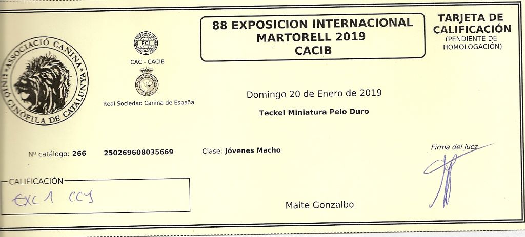 Oh lost winner de terre drue de guenreff - 1er Excellent - Classe Jeune