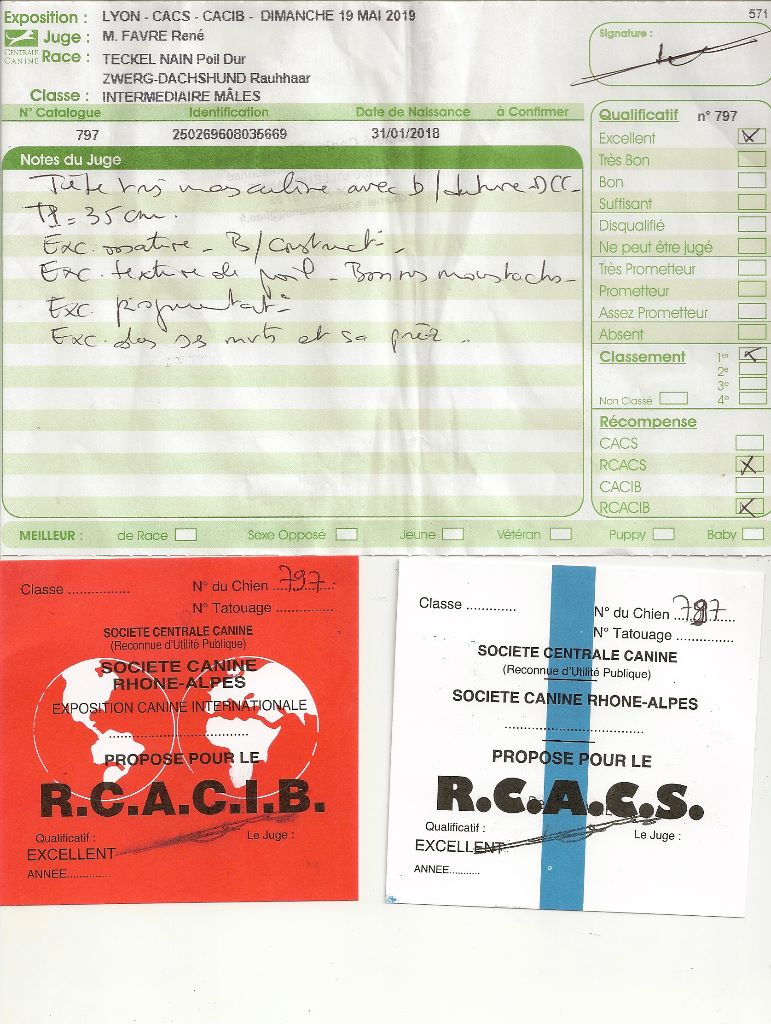 Oh lost winner de terre drue de guenreff - 1er Excellent - RCACS- RCACIB