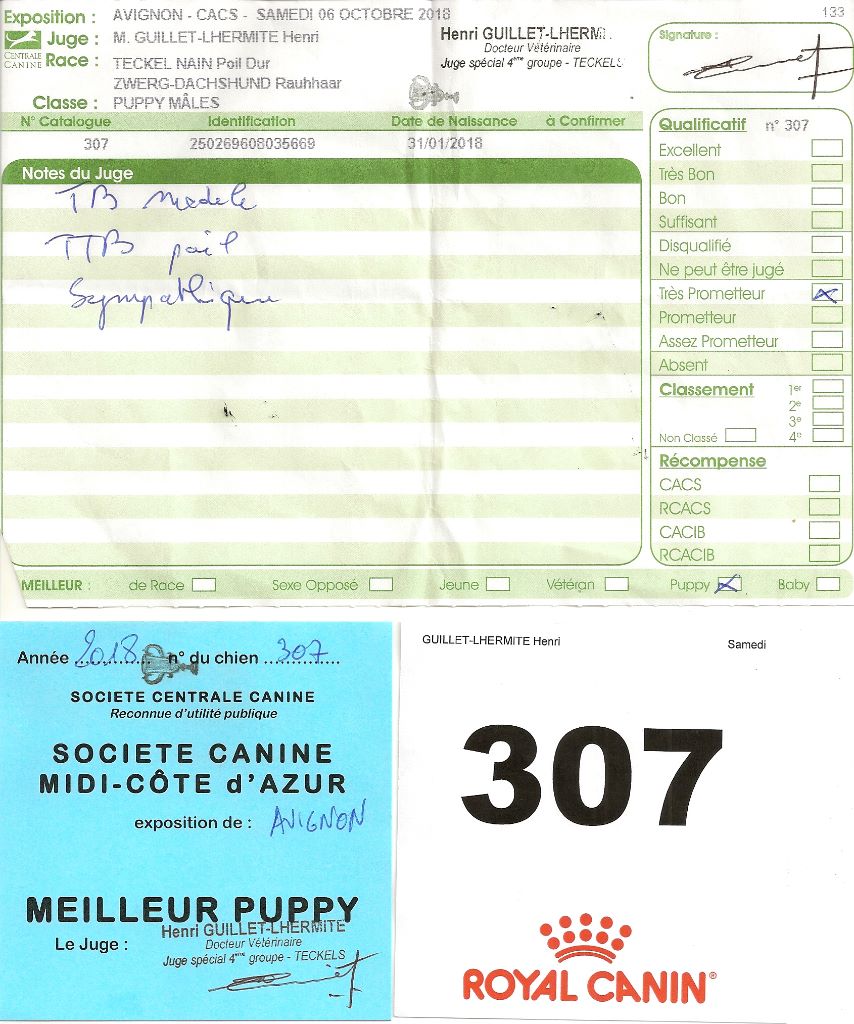 Oh lost winner de terre drue de guenreff - Très prometteur (Puppy)