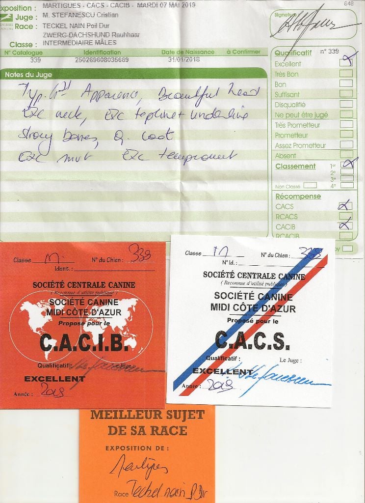 Oh lost winner de terre drue de guenreff - CACS - CACIB / Meilleur de race