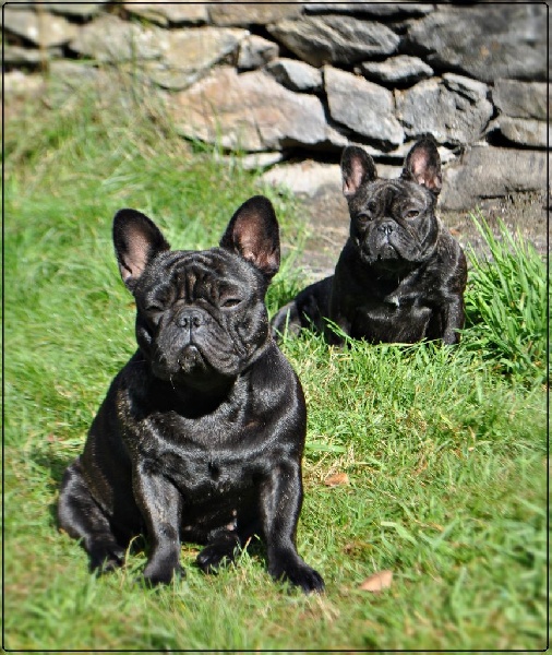 Impressive Bull Look on me