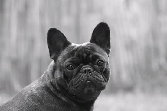 Impressive Bull Look on me