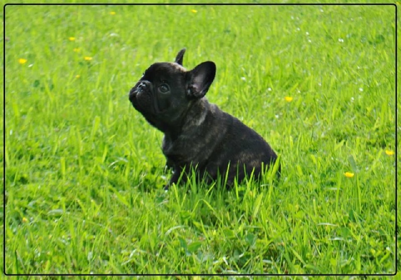 Icône d'une génération Du Domaine Des Boule Rott