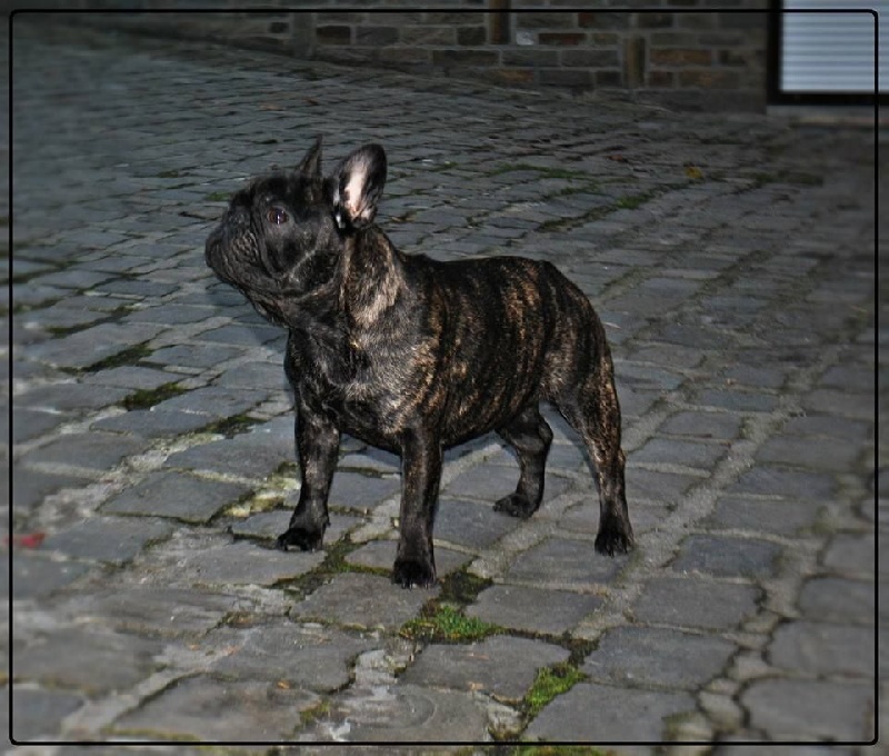 Icône d'une génération Du Domaine Des Boule Rott
