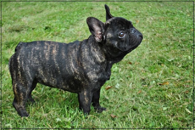 Icône d'une génération Du Domaine Des Boule Rott