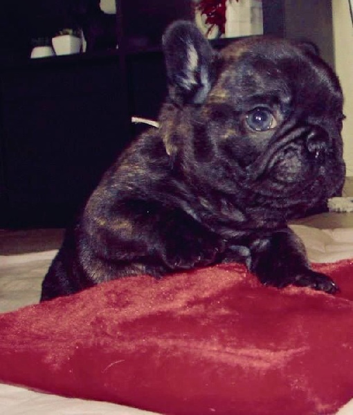 Icône d'une génération Du Domaine Des Boule Rott