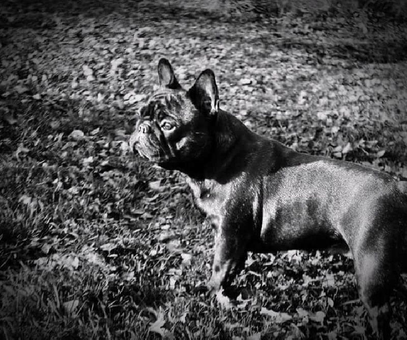 Impressive Bull Look on me