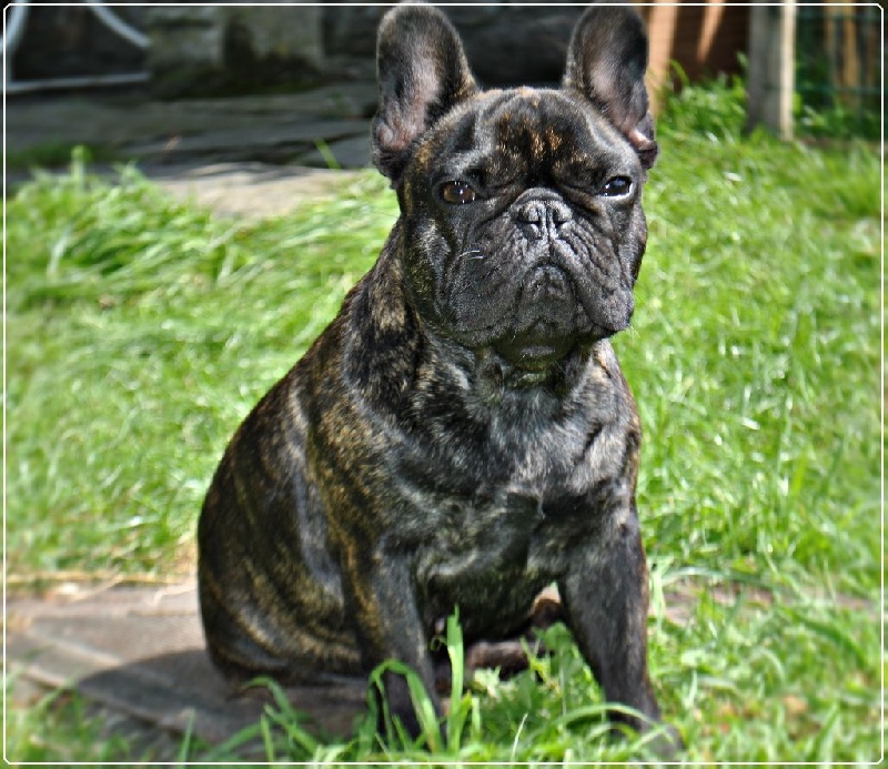 Icône d'une génération Du Domaine Des Boule Rott