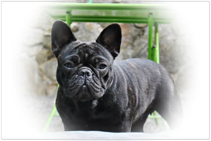 Impressive Bull Look on me