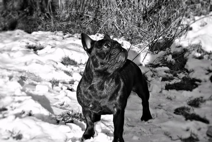 Impressive Bull Look on me