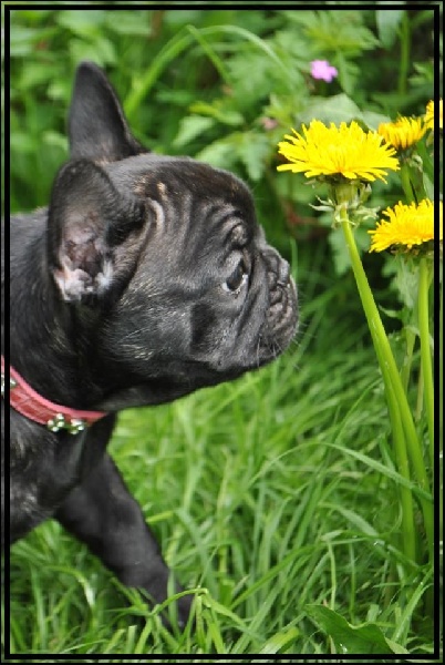 Impressive Bull Look on me