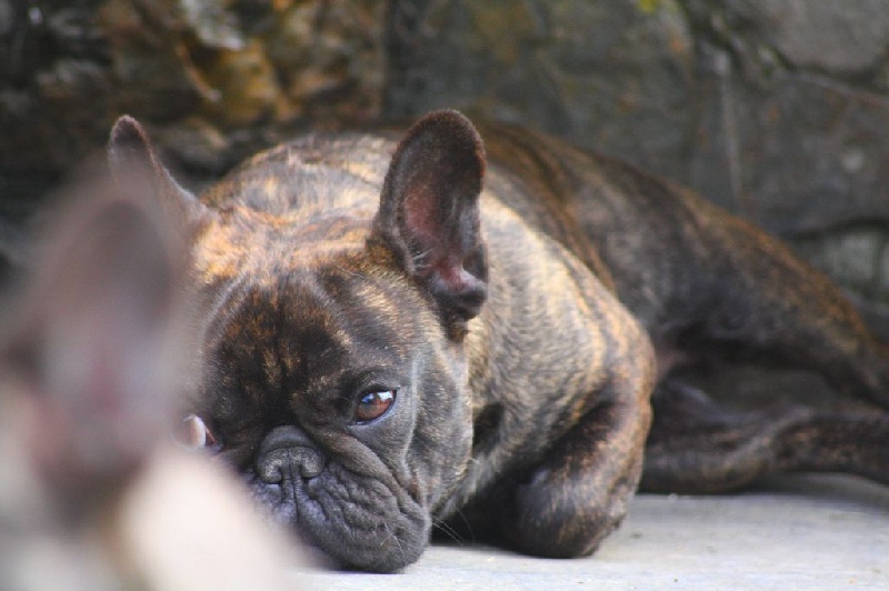 Icône d'une génération Du Domaine Des Boule Rott