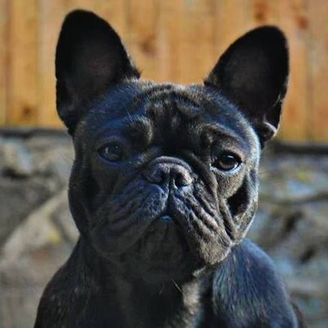 Impressive Bull Look on me