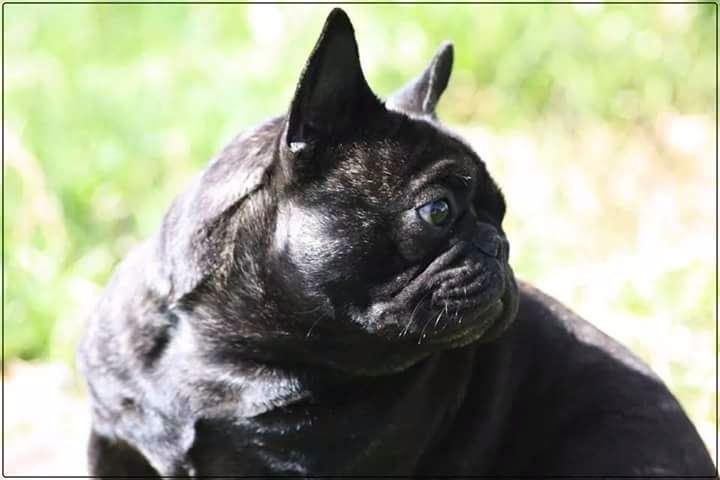 Impressive Bull Look on me