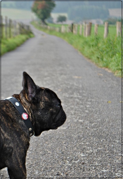 Icône d'une génération Du Domaine Des Boule Rott