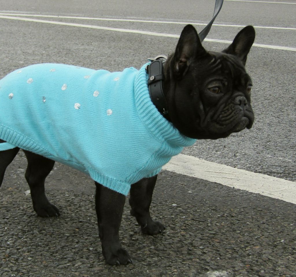 Heaven Sparks Pénélope - 4ème très bon