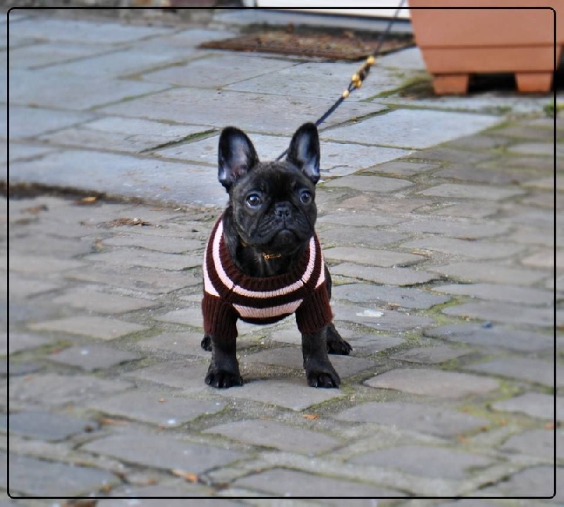 Heaven Sparks Ma lou marilou - Classe Baby 1 er Très prometteur