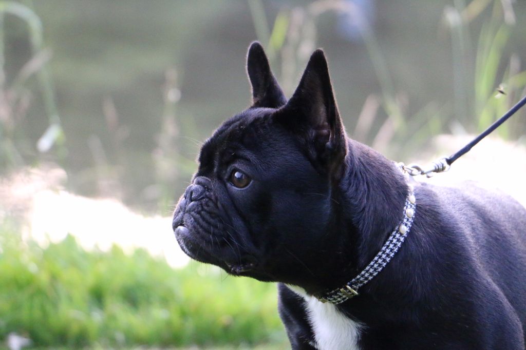 Heaven Sparks Pénélope - 1 er très prometteur