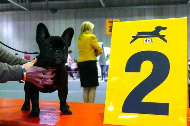 Heaven Sparks Pénélope - 2 ème Très Prometteur Minor baby