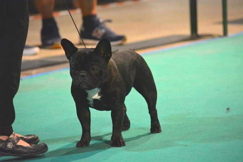 Heaven Sparks Pénélope - 2 ème excellent